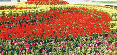 花海.gif+.gif